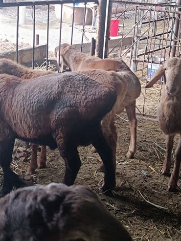 продажа домашних животных: Продаю | Овца (самка), Баран (самец) | Полукровка, Арашан | Для разведения | Племенные — 1