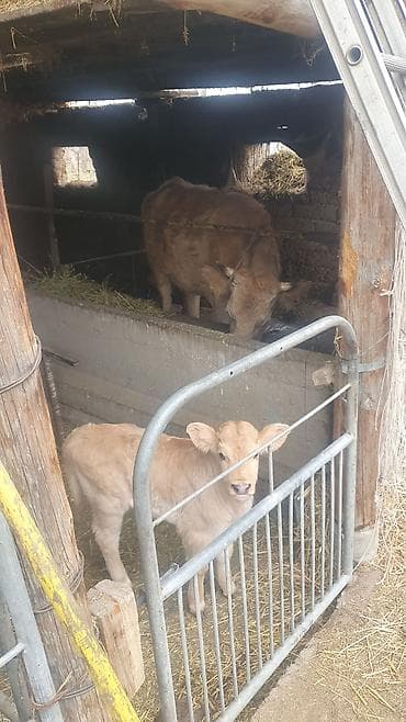 бык на племя: Продаю | Корова (самка) | Для разведения | После отела — 5