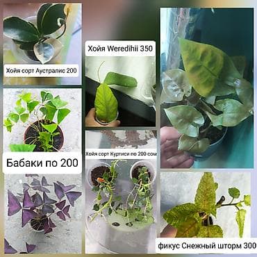 Продаю цветы at lalafo.kg Продаю цветы