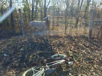 продажа щенков немецкой овчарки с документами в бишкеке: Продаю | Овца (самка) | Для разведения | Матка — 3