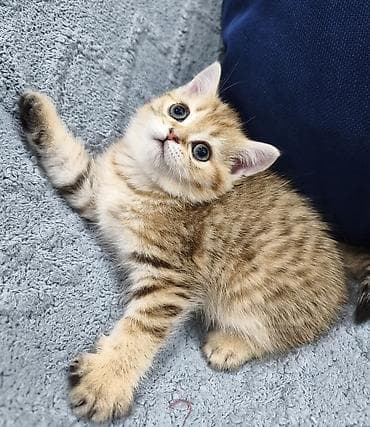 кошка токмок: Предлагается к предварительному резерву шотландский котенок. Девочка — 2