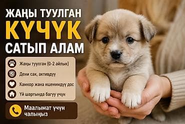 порода собака: Суроттогудой болсо ачык тусто болсо жакшы болот — 1