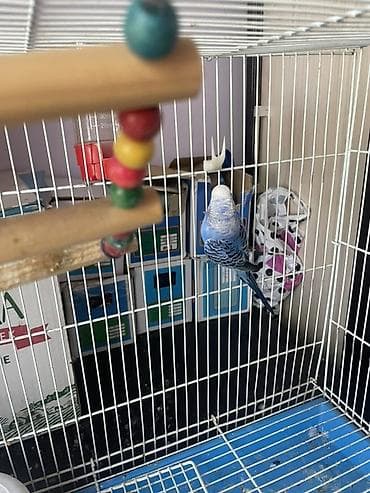 Үй жаныбарлары: 🦜 Срочно продаётся синий волнистый попугай с клеткой! В связи с — 3