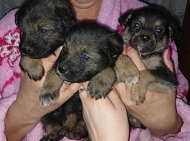 щенки собак: Щенки метисы, короткошерстные, компактные. Малыши темно-окрасочные — 4