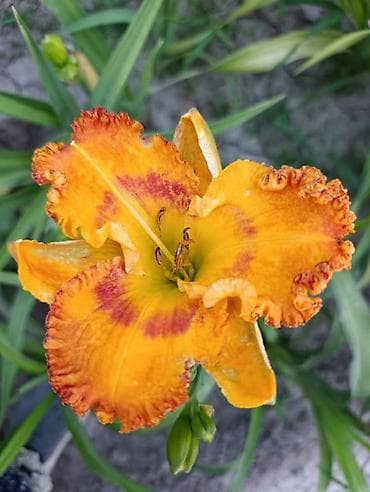 3 3: Лилейники (Hemerocallis) — яркие многолетние декоративные растения для — 3