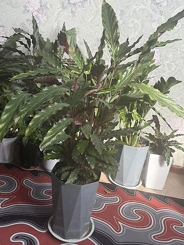 Сейфтер: Комнатные растения в декоративных горшках (набор). Состав набора: - — 10