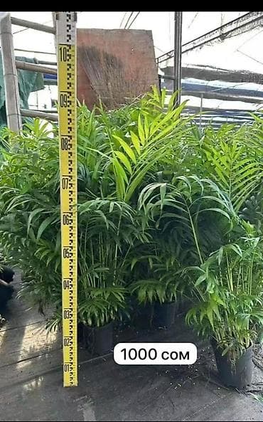 когти точка: Комнатные пальмы в горшках. 1) Саговник (Cycas revoluta) - Компактная — 3