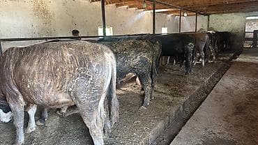 машке собака: Продаю | Бык (самец) | На откорм | Привязанные — 3