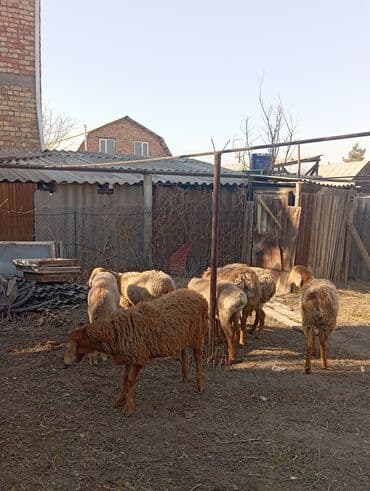 Грызуны: Продаю | Овца (самка) | Для разведения | Ярка — 1