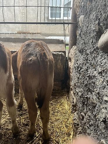 продажа каровы: Продаю | Музоо, торпок | Голштин, Айрширская | Для разведения — 8