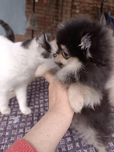 Аквариумы: Шпиц, 3 месяца, Самец, С родословной — 2