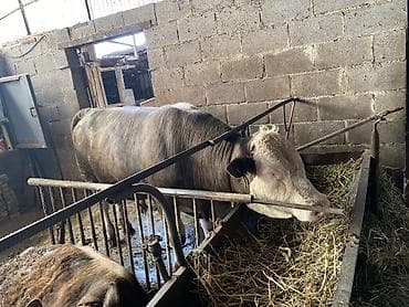 продажа домашних животных: Продаю | Бык (самец) | На откорм — 2