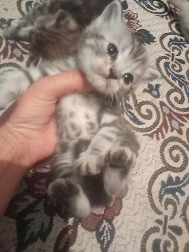Животные: Котята, домашний помёт. - Окрас: есть дымчатые/мраморные серебристые — 2