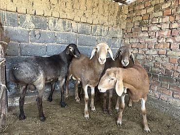 Продам с/х животных: Продаю | Баран (самец) | Арашан | На забой | Осеменитель — 6