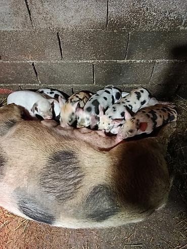 гисар ягнята: Продаю | Поросенок | Дюрок — 4