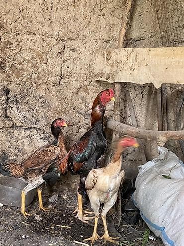 Вязка собак: Продаю | Петух | Бойцовая | Для разведения — 1