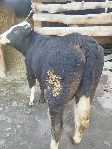 симентал бычки: Продаю | Бык (самец) | Для разведения — 2