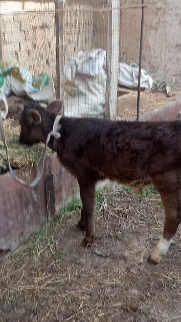 бульдог французский: Продаю | Бык (самец) — 3