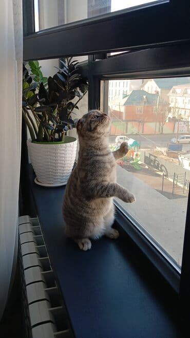 купить котенка вислоухого: Скотиш Фолд (Шотландская вислоухая), 5 месяцев, Мальчик, Серый, Приучена к лотку — 3