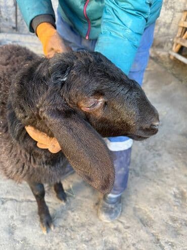 бравекто для собак бишкек: Продаю | Ягненок | Для разведения — 2