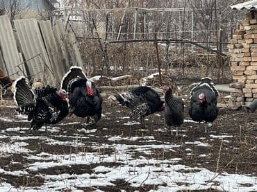 Зоотовары: Продаю | Индюк (самец) — 1