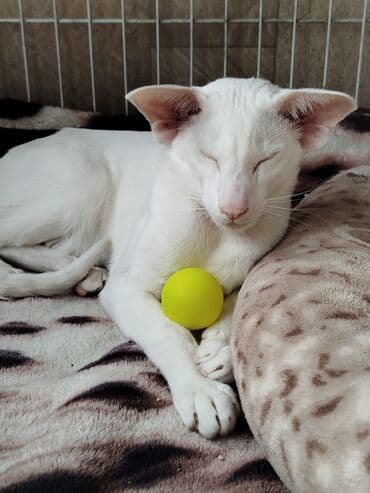 наполнители для кошек: Ориентальная, 7 месяцев, Мальчик, Белый, Приучена к лотку, Проглистована, С документами — 4