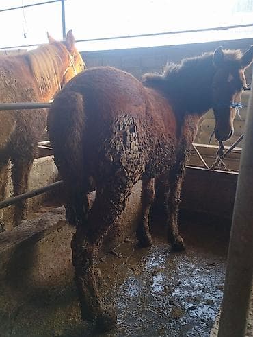 куплю лошад: Продаю | Конь (самец) | На забой | Племенные — 10