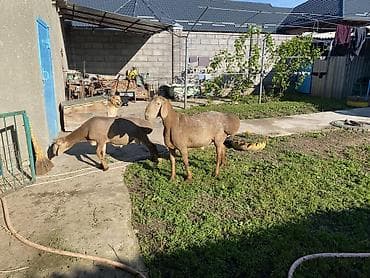 агрегат для стрижки овец: Продаю | Баран (самец) | Арашан | Для разведения — 6