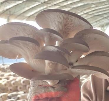 набор ключи бу: Грибы Вешенки — 1