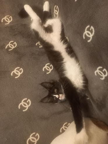 сколько стоит котенок мейн куна: 🐾🐈Очеровательные котята мейн-кун готовы к переезду! Родились — 6