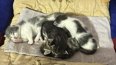 d cat: Котята - Возраст: совсем малыши (на фото видно, что еще недавно — 3