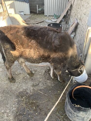 купить щенка недорого: Продаю | Бык (самец) | На откорм | Привязанные — 1