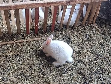 Продаю | Крольчата | Для разведения | Племенные