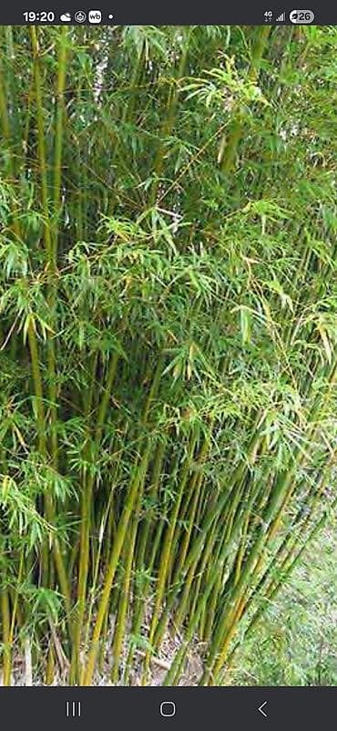 комнатный цветок жасмин: Бамбук садовый (кустовой тип) - Декоративный многолетник с — 1