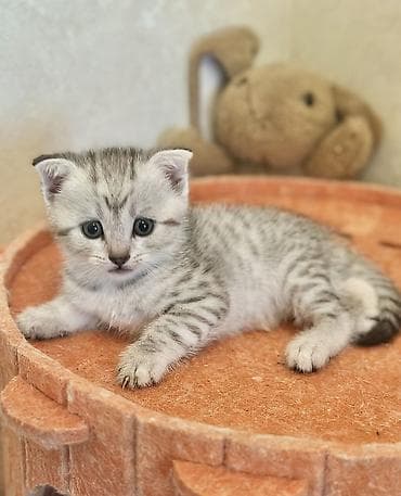 Готовы к бронированию, на следующей неделе готовы к продаже. Девочка и at lalafo.kg Готовы к бронированию, на следующей неделе готовы к продаже. Девочка и
