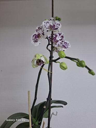 роза кочот: 2 цветанос + горшок фитильный полив — 2