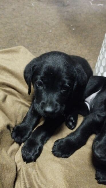 чистокровный алабай цена: Лабрадор-ретривер, 2 месяца, Самка — 2