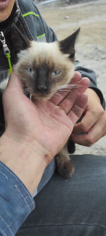 сиамская вислоухая кошка цена: Сиамская кошка с яркими голубыми глазами и классическим колор-пойнт — 3