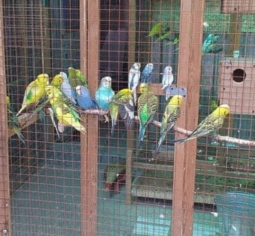 трафареты для рисования животных: Беловодск! Домашнего разведения Попугаи !!! Волнистые сливоголовые — 1