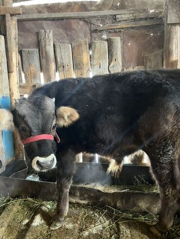 отдам животных в хорошие руки: Продаю | Бык (самец) | На откорм | Привязанные — 4
