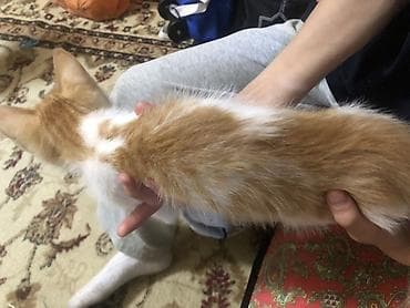 рэгдолл кошка: Беспородная, 2 месяца, Мальчик, Биколор, Приучена к лотку — 5