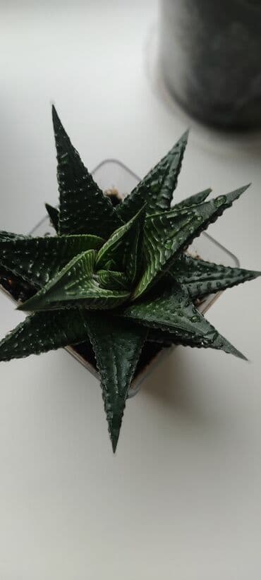 суккуленты: Суккуленты — 4