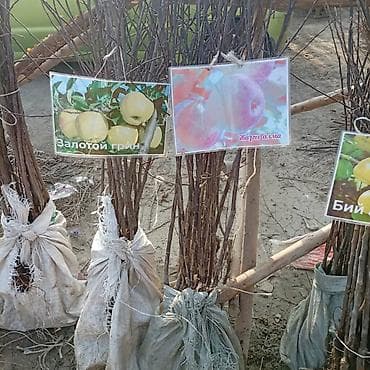 Саженцы плодовых культур — ассортимент сортов Предлагаются саженцы