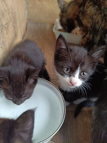 Мышыктар: Котята-домоседы отдам даром разного окраса - Возраст: 1 месяц (на — 3
