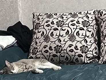 корм для котят: Мальчик, Приучена к лотку, Проглистована, С прививками — 7