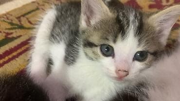куплю кошку: Котята, короткошёрстные, окрасы: белый с пятнами табби и несколько — 7