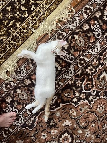 абиссинские котята: 4 месяца, Мальчик, Приучена к лотку — 2