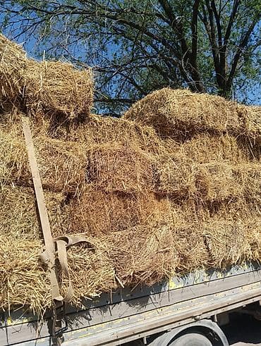 Солома в тюках - Тип: злаковая солома, спрессованная в прямоугольные — 2