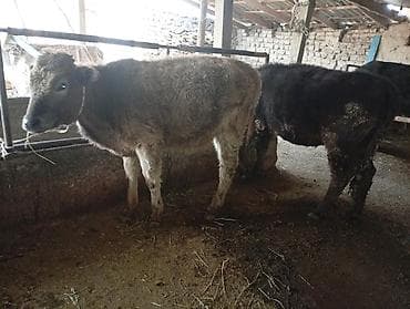 герефорд телята: Продаю | Тёлка | На откорм | Привязанные — 2