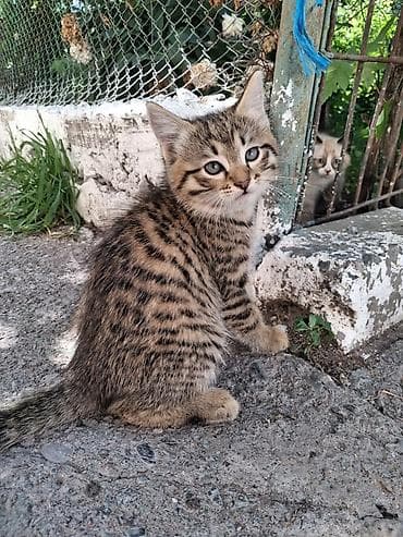 кошка белый: 1 месяц, Мальчик, Метис, Приучена к лотку — 2